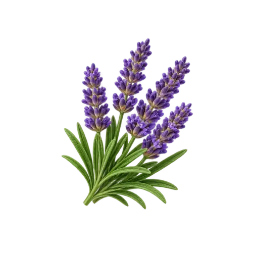 Relax and Balance essential oil selection